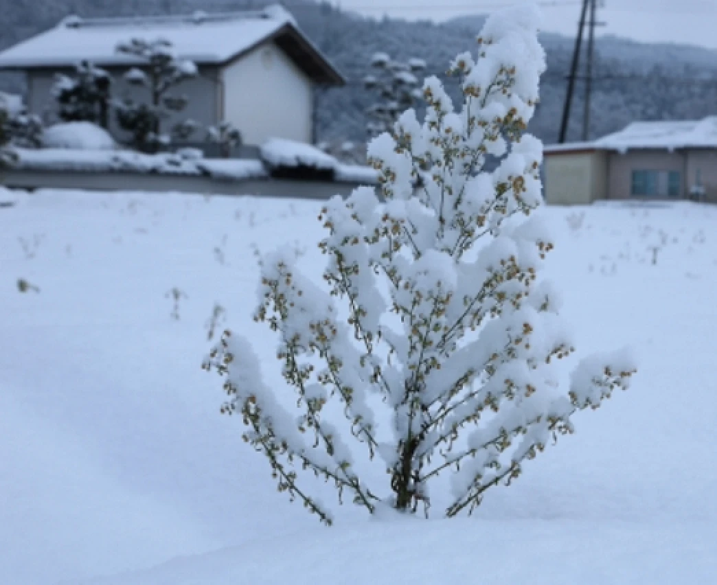雪景色